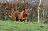 DOGUE DE BORDEAUX 172